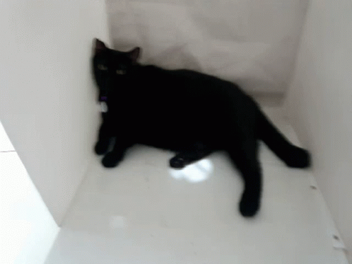Item Black GIF - Item Black Cat GIFs