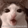 a close up of a cat with its mouth open and the words `` plutonium rn '' written below it .