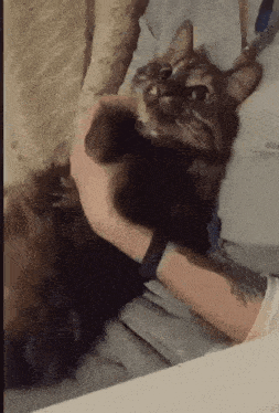 a person is petting a cat that is laying on a couch .