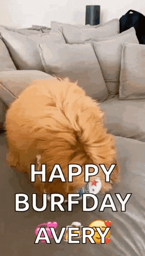 a dog is laying on a couch with the words `` happy burfday avery '' written above it .