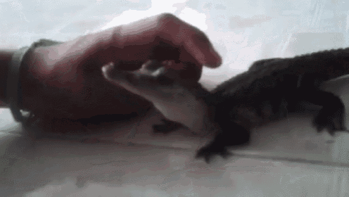 a person is petting a small black lizard on a white surface .