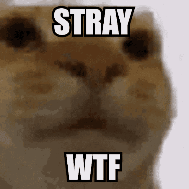 Stray Cat GIF - Stray Cat Funny Cat GIFs