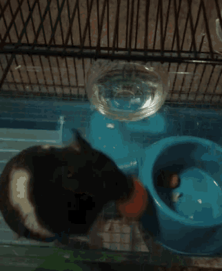Busy Hamster GIF - Busy Hamster GIFs