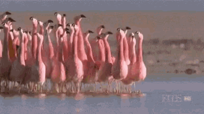 Flamingo Place GIF - Flamingo Place Unknown GIFs