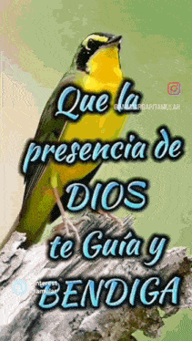 a bird is perched on a tree branch with the words que la presencia de dios te guía y bendiga