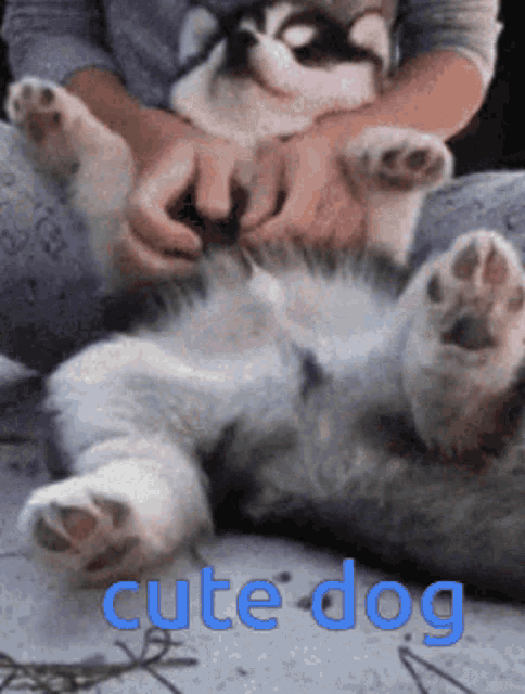 Chubby Cute Dog GIF - Chubby Cute Dog GIFs