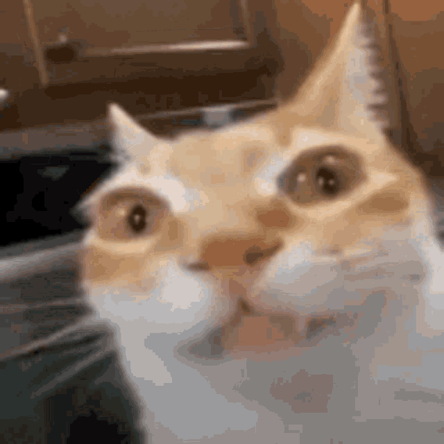 a close up of a cat with its tongue out .