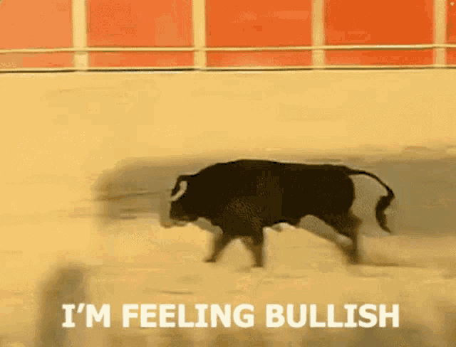 a bull is running in a rodeo arena with the words i 'm feeling bullish below it