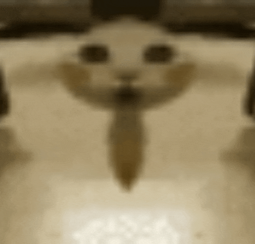 a close up of a cat 's face with a reflection of a person 's face in a mirror .