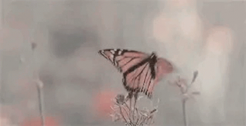 Aesthetic Butterflies GIF - Aesthetic Butterflies GIFs