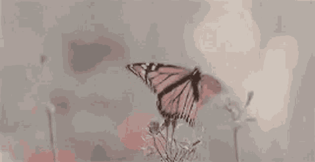 a butterfly is sitting on top of a flower in a field .