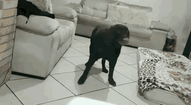 a black dog is standing in front of a couch in a living room