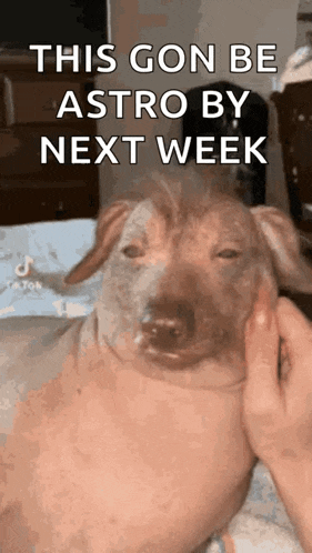 a person is petting a dog with the words `` this gon be astro by next week '' .