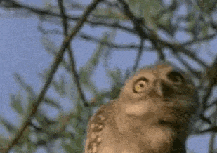 a close up of an owl sitting on top of a tree branch .