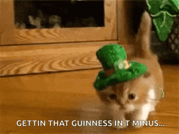 a kitten wearing a green hat with the words gettin that guinness in t minus