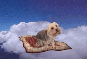 a small dog sitting on a rug in the sky