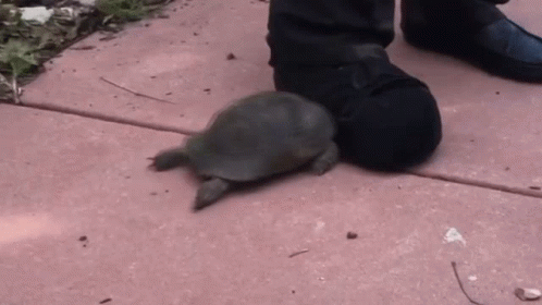 Turtle Hit GIF - Turtle Hit Shoes GIFs
