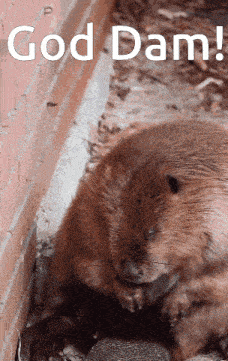 a picture of a beaver with the words god dam written on it