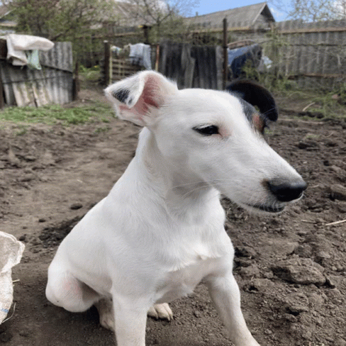 a white dog with a black ear is sitting on the ground