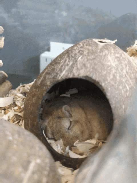 a small animal sleeping in a hole in a coconut shell