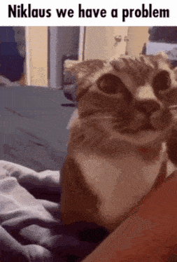 a cat is sitting on a bed with a caption that says niklaus we have a problem