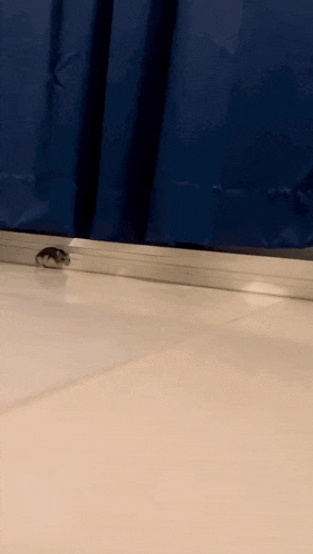 a mouse is crawling under a blue curtain on a tile floor .