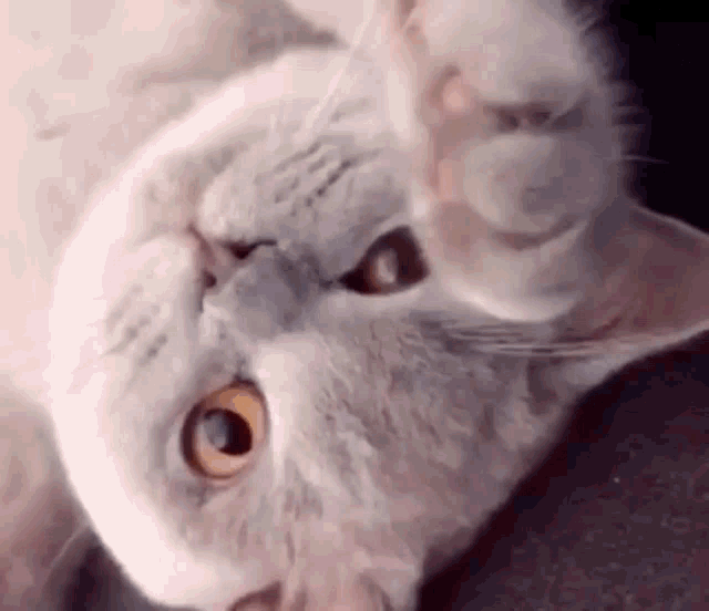 Grey Cat Cat GIF - Grey Cat Cat Pet GIFs