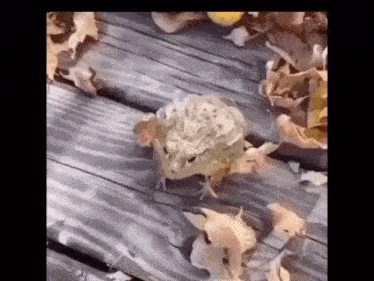 a frog is sitting on a wooden deck with leaves around it