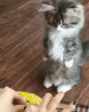 Cute Kitten GIF - Cute Kitten Feed GIFs