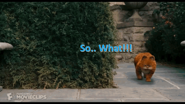 So What GIF - So What GIFs