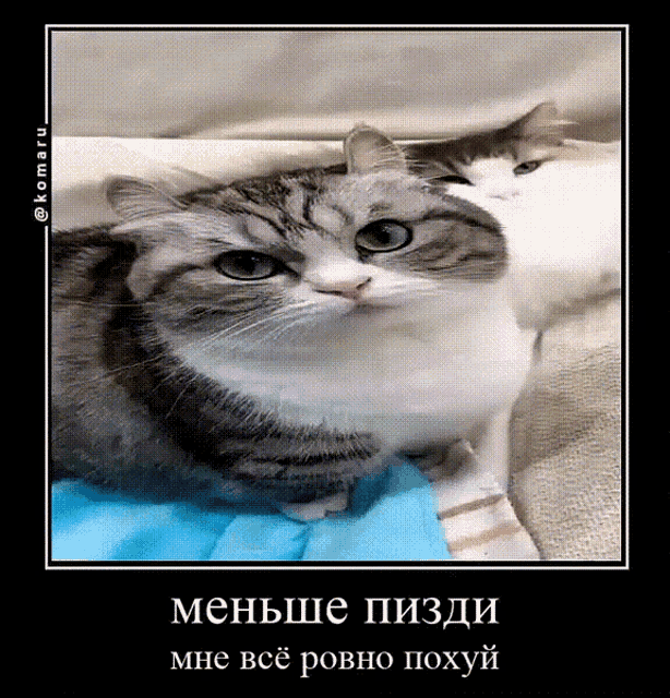 a picture of a cat in a frame with a caption in russian