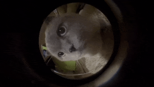 a cat is looking through a peephole into a doorway