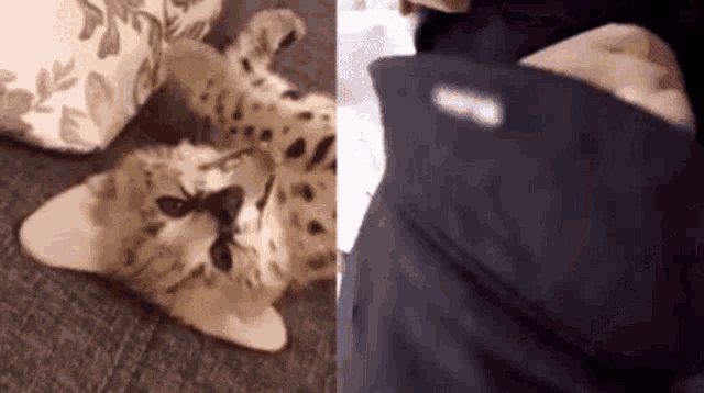 a cheetah is laying on its back next to a person wearing a jacket .