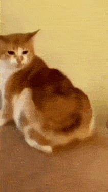 a brown and white cat is sitting on a couch in front of a yellow wall .
