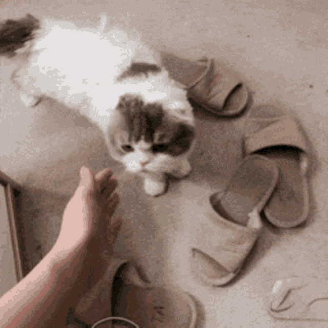 a person 's foot is reaching out towards a cat and slippers