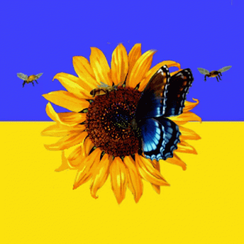 Ukraine Ukraine Flag GIF - Ukraine Ukraine Flag Ukraine Sunflower GIFs