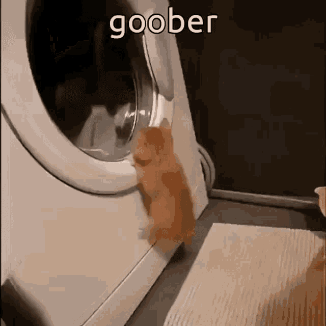 Goober Goober Cat GIF - Goober Goober Cat Small GIFs