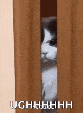 a cat is peeking out from behind a wooden door and looking at the camera .