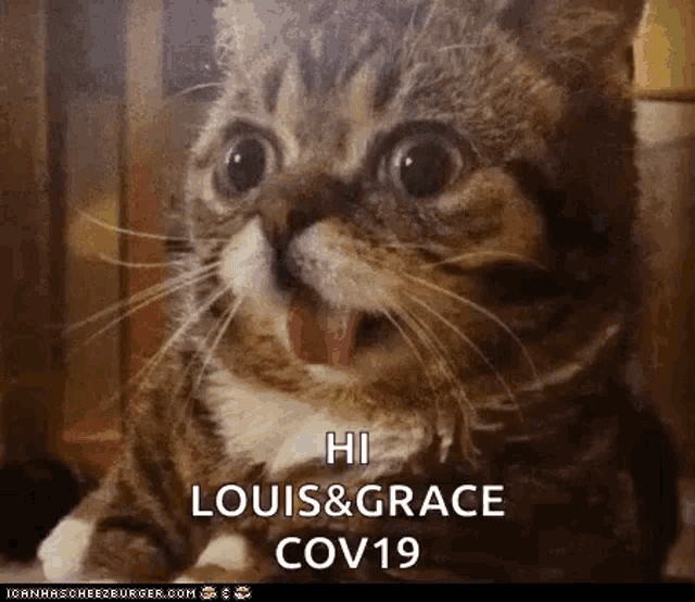 a cat with its mouth open and its tongue hanging out says hi louis & grace cov19 .