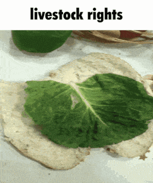a tortilla with a leaf on it and the words livestock rights