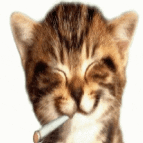 a kitten is smoking a cigarette and smiling with its eyes closed