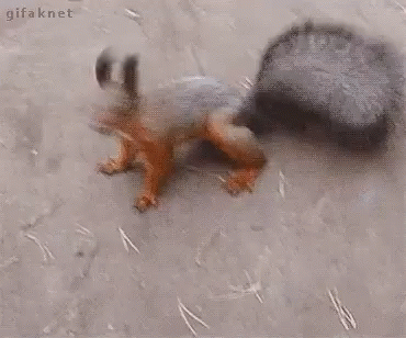Lets Go Squirrel GIF - Lets Go Squirrel Funny Animals GIFs