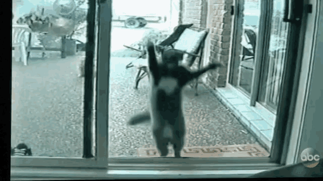 a cat standing in front of a sliding glass door with abc written on the bottom of the screen