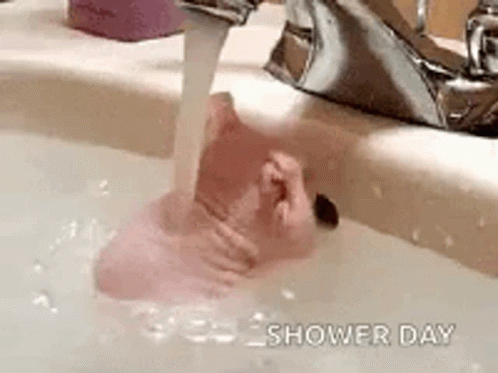 Naked Mole Rat Rat Taking A Bath GIF - Naked Mole Rat Rat Taking A Bath Shower Day GIFs