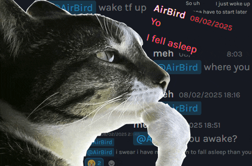 a cat looking at a screen that says airbird