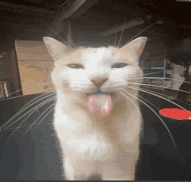 a cat sticking its tongue out in front of a ping pong table