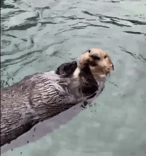 Clapping Otter GIF - Clapping Otter GIFs