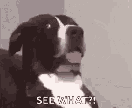 a black and white dog is sticking its tongue out while sitting on a couch .