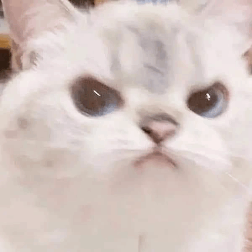 Kitten Cute GIF - Kitten Cute Angry GIFs