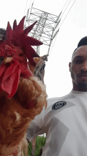 Selfie Chicken GIF - Selfie Chicken GIFs